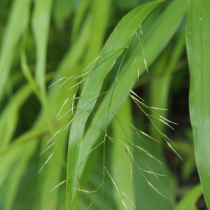 箱根草 箱根草