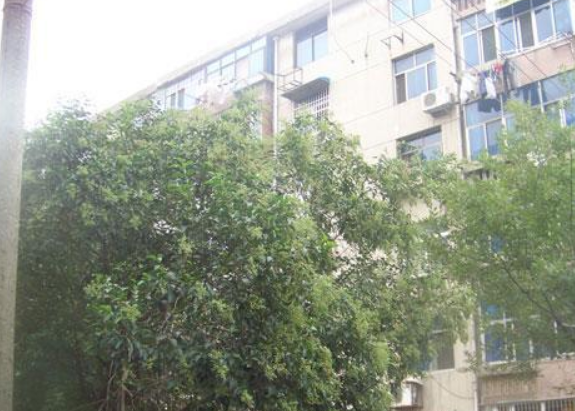 新華六村 新華六村
