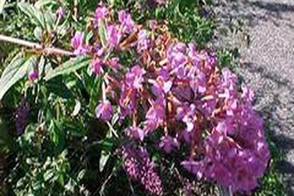 Buddleja davidii \x27Monum\x27 PETITE PLUM