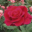 紅寶石(薔薇屬月季栽培品種) 紅寶石(薔薇屬月季栽培品種)