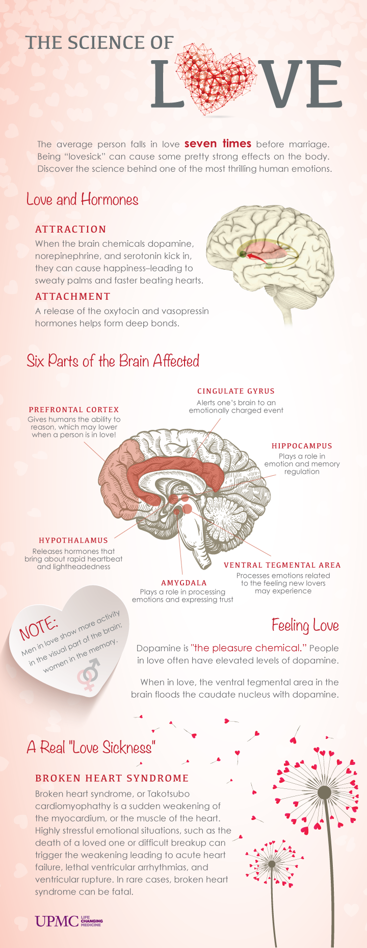 愛情科學，大腦六部分帶來的影響。