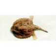 日本長鰭蝠魚 日本長鰭蝠魚