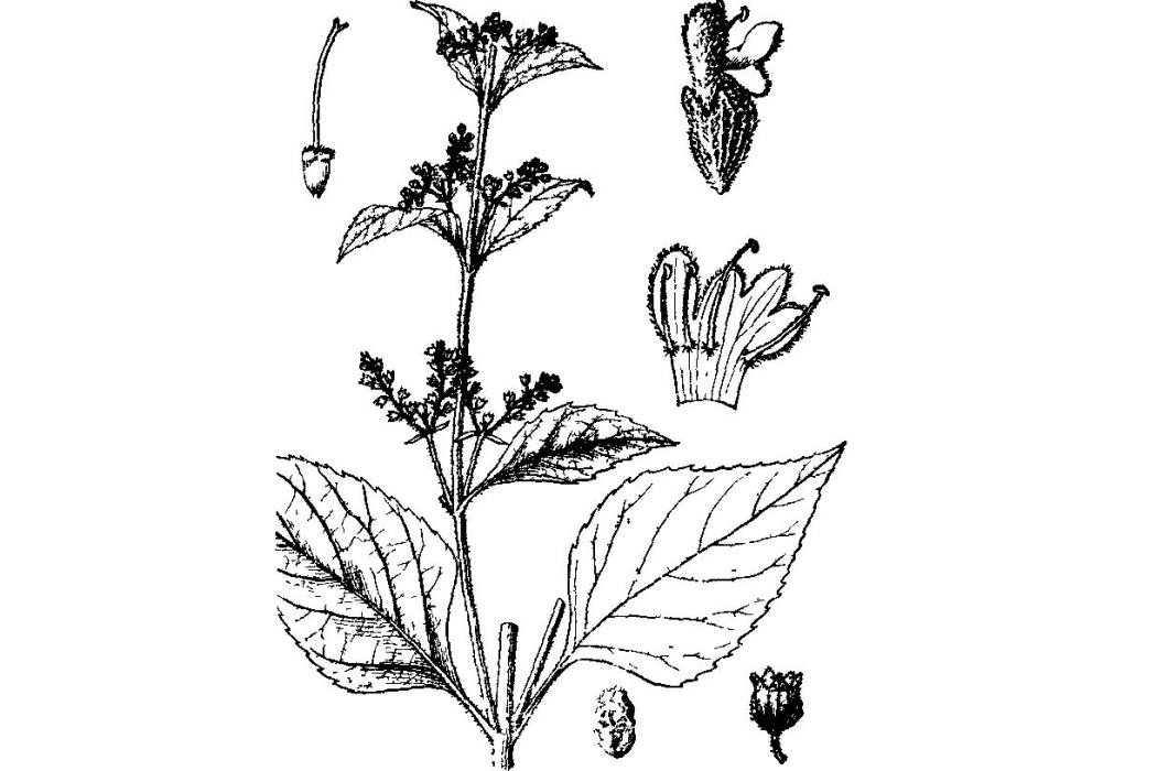 歧傘花屬 歧傘花屬
