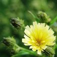 棕毛山柳菊 棕毛山柳菊