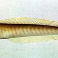 尾帶軟棘魚 尾帶軟棘魚