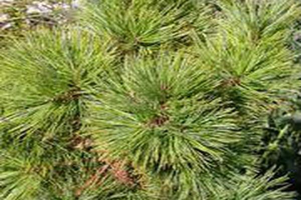 Pinus strobus \x27Brevifolia Densa\x27