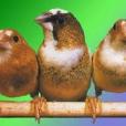 十姐妹文鳥 十姐妹文鳥