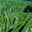 中茶 中茶