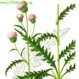 野薊