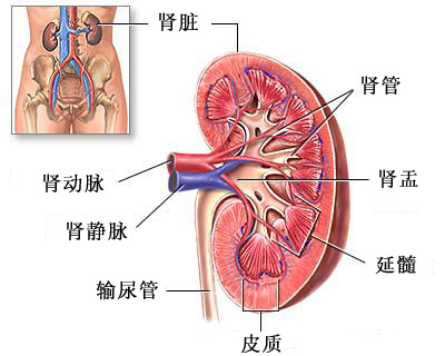腎臟的結構
