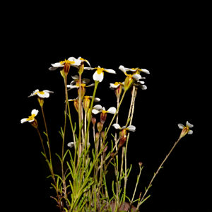 小秀菊