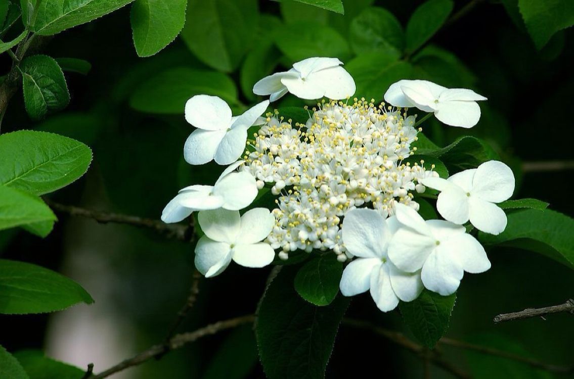 八蕊花 八蕊花