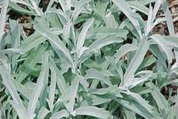 Artemisia ludoviciana \x27Silver King\x27 Artemisia ludoviciana \x27Silver King\x27