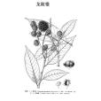 龍陵錐 龍陵錐
