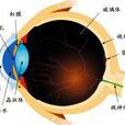 甲亢性突眼 甲亢性突眼