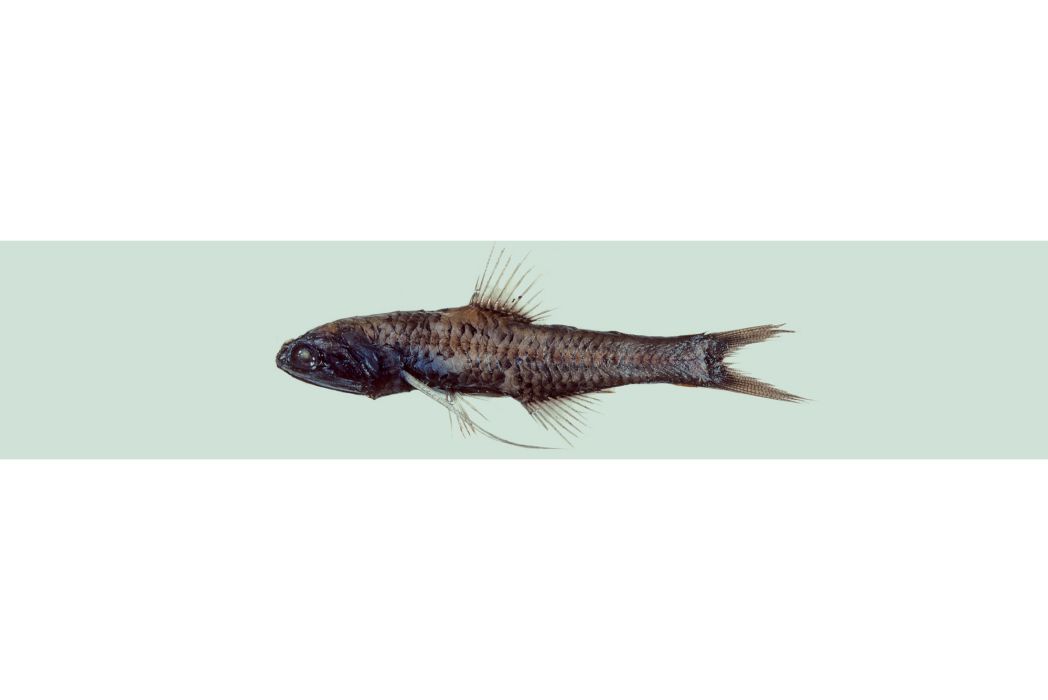 麥氏珍燈魚