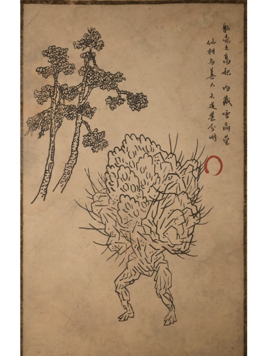 石蒼蒼 石蒼蒼