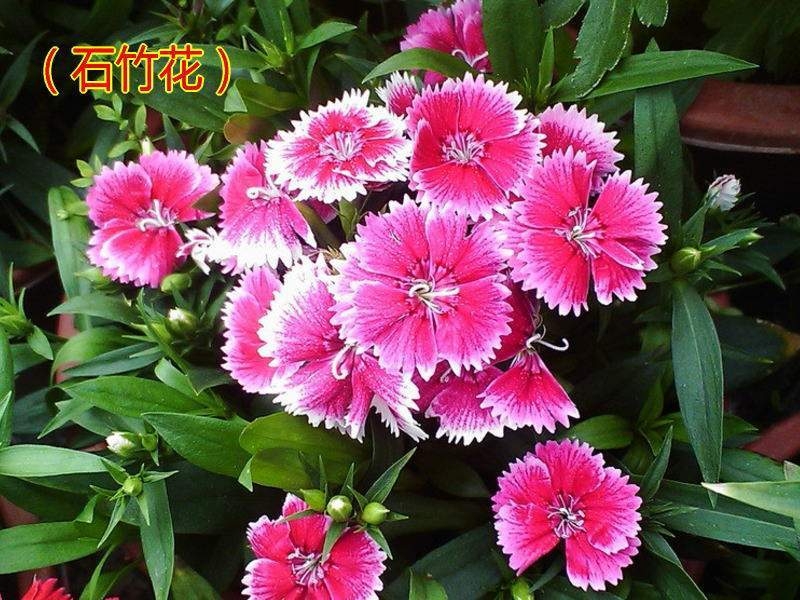 石竹花詠 石竹花詠