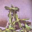白豬母菜(白豬母菜) 白豬母菜(白豬母菜)