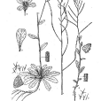 大花南芥 大花南芥