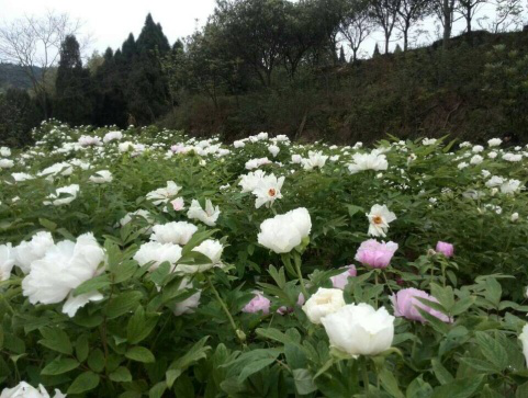 花香谷 花香谷
