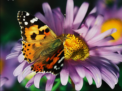 蝴蝶和花互利共生關係