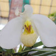 白花兜蘭