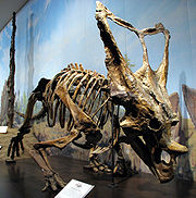 貝氏開角龍的骨架，位於皇家安大略博物館