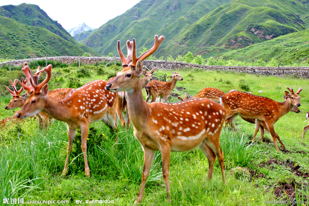 坡鹿—生活於熱帶的食草動物