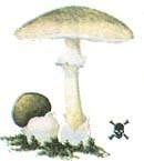 劇毒蘑菇白毒傘