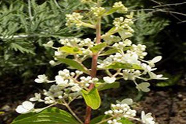 Hydrangea paniculata \x27Hpopr013\x27 LAVALAMP CANDELABRA Hydrangea paniculata \x27Hpopr013\x27 LAVALAMP CANDELABRA