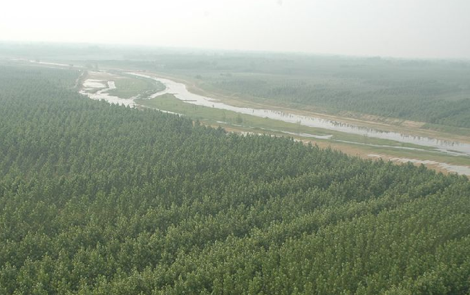 黃河故道國家森林公園