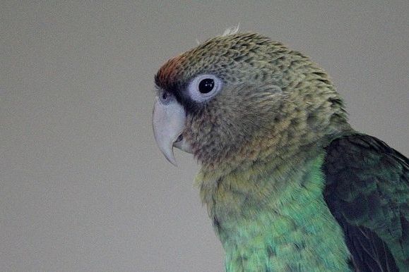 灰頭鸚鵡 灰頭鸚鵡
