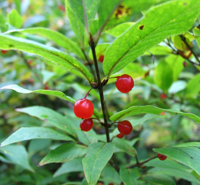 單花忍冬 單花忍冬