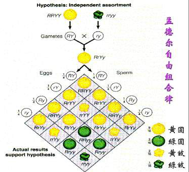 基因的自由組合定律