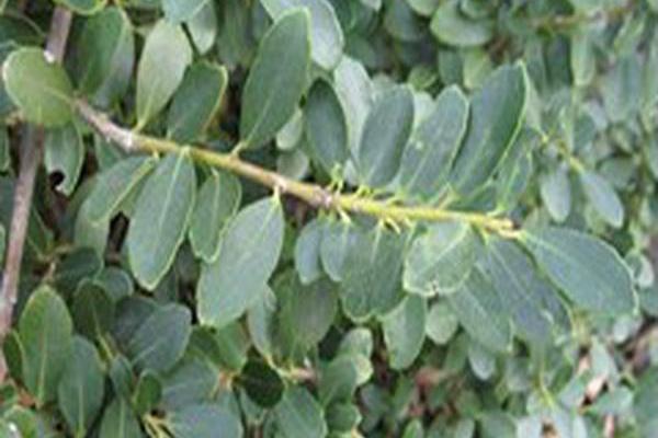 Ilex crenata \x27Helleri\x27 Ilex crenata \x27Helleri\x27