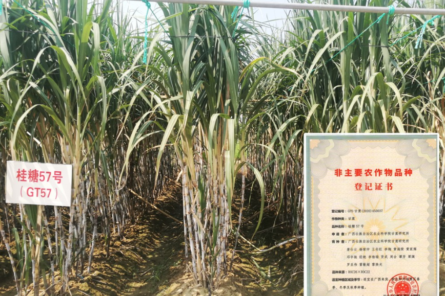 桂糖57號 桂糖57號