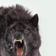 獅狼 獅狼