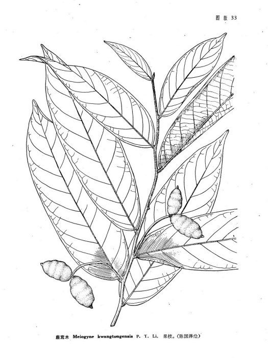 鹿茸木屬 鹿茸木屬