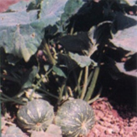 矮南1號 矮南1號