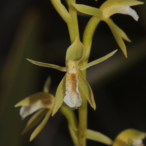 Megastylis rara