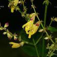 圓苞鼠尾草 圓苞鼠尾草