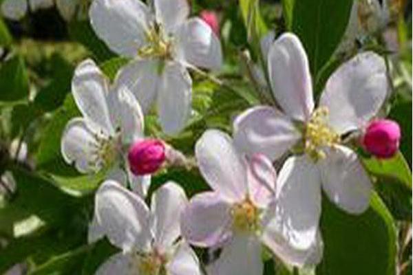 Malus \x27Callaway\x27