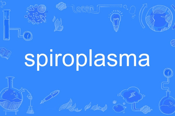 spiroplasma