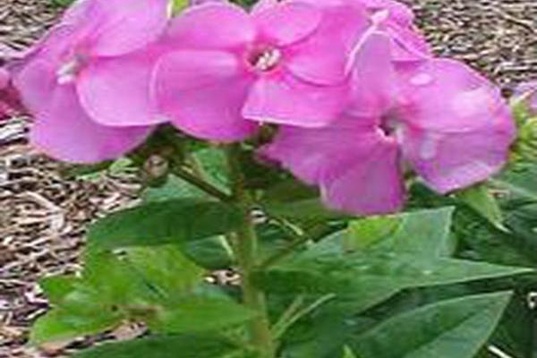 Phlox paniculata \x27Barten\x27 LILAC FLAME