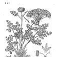 柔毛脹果芹 柔毛脹果芹