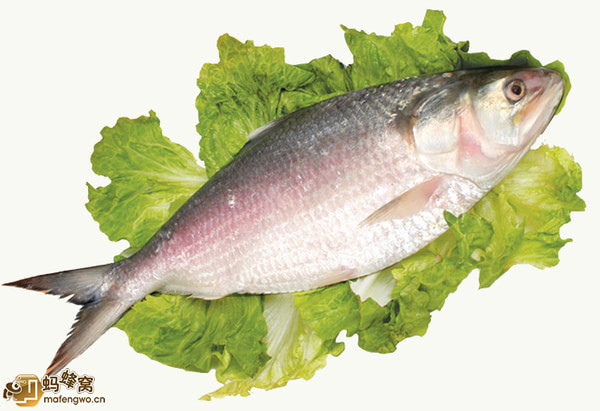 世業刀魚鰣魚
