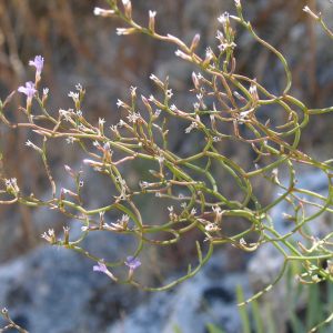 Limonium arcuatum