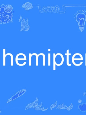 hemiptera