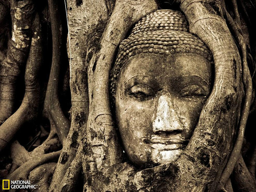 纏繞佛像的菩提樹